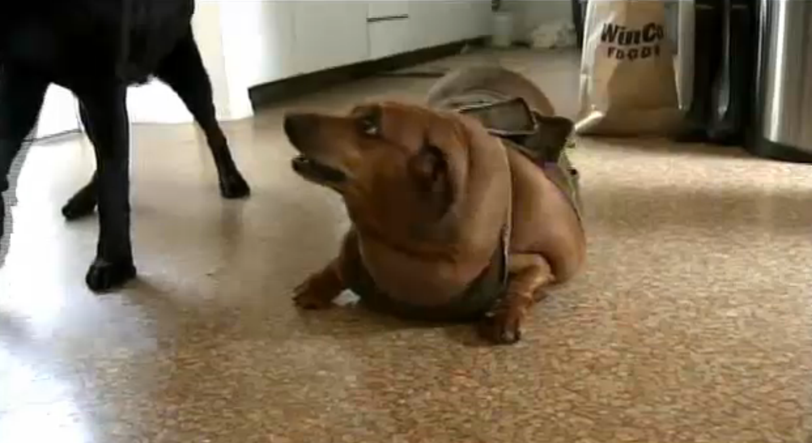 Hund, TJock, obie, tax, Vårdnadstvist